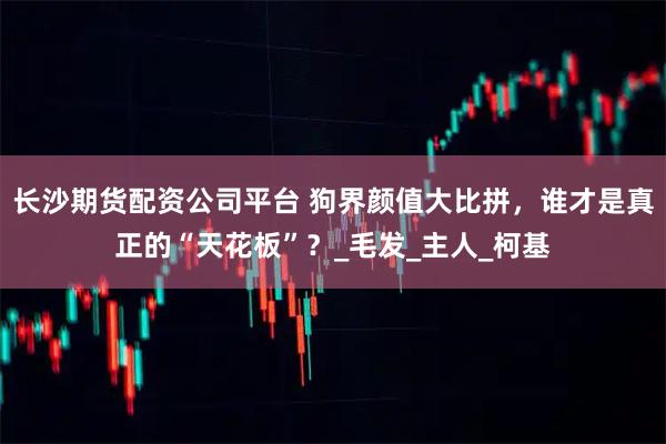 长沙期货配资公司平台 狗界颜值大比拼,谁才是真正的“天花板”?_毛发_主人_柯基